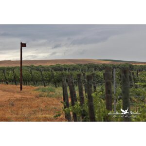 caraballas-verdejo-ecologico005